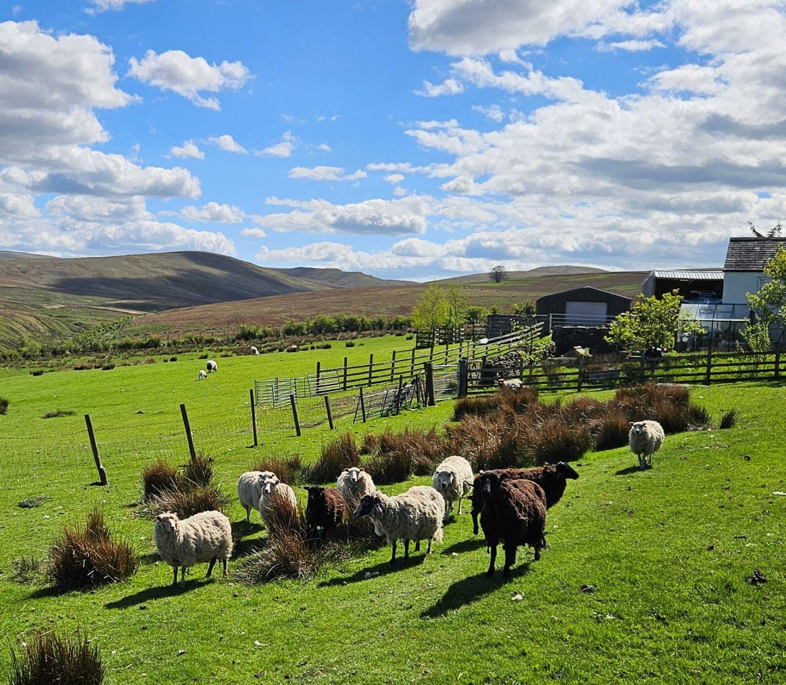 Gaisgill Flock 03816 Dispersal image 2