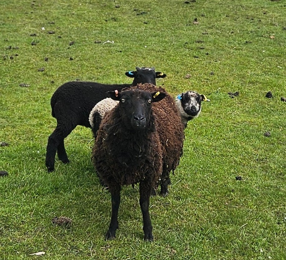 Gaisgill Flock 03816 Dispersal image 3