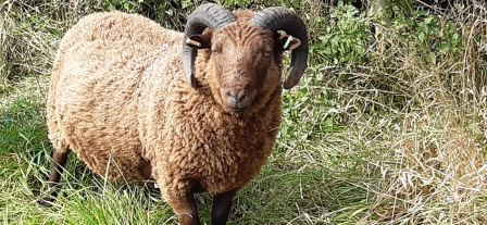 Moorit Ram image 1