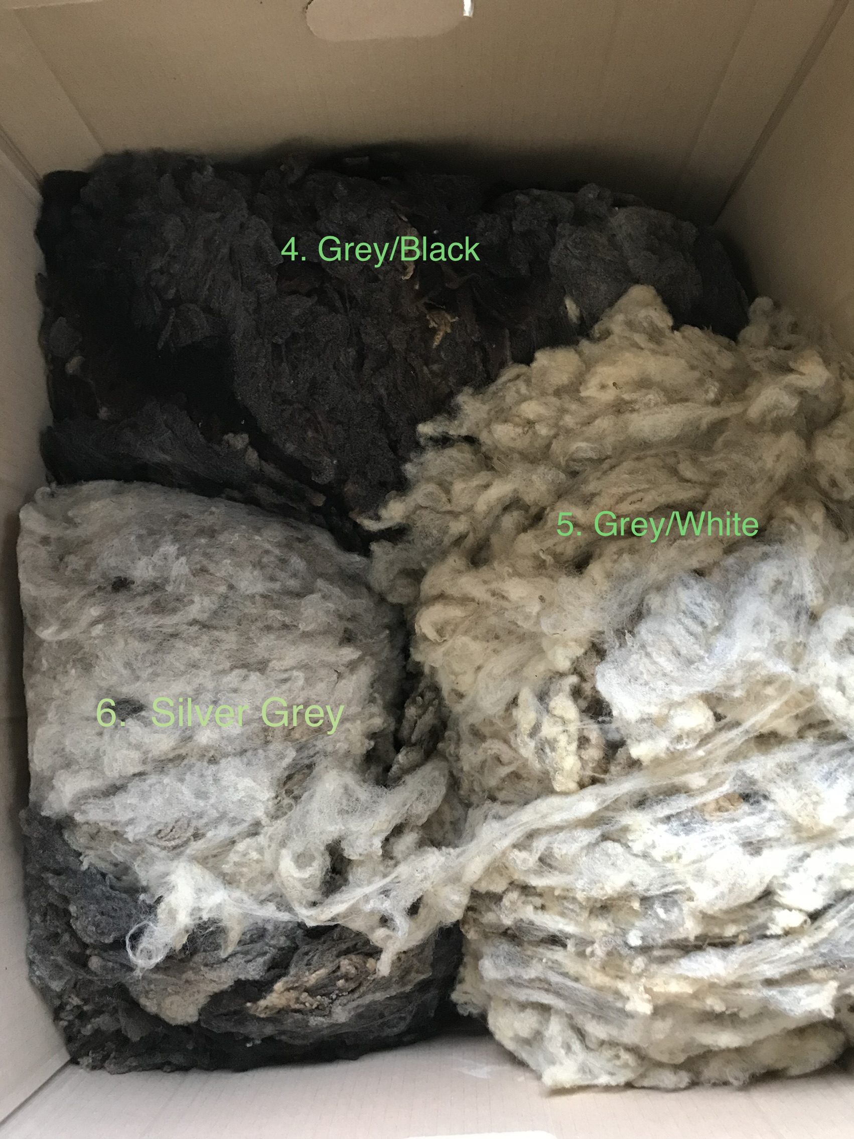 Shetland fleeces image 1