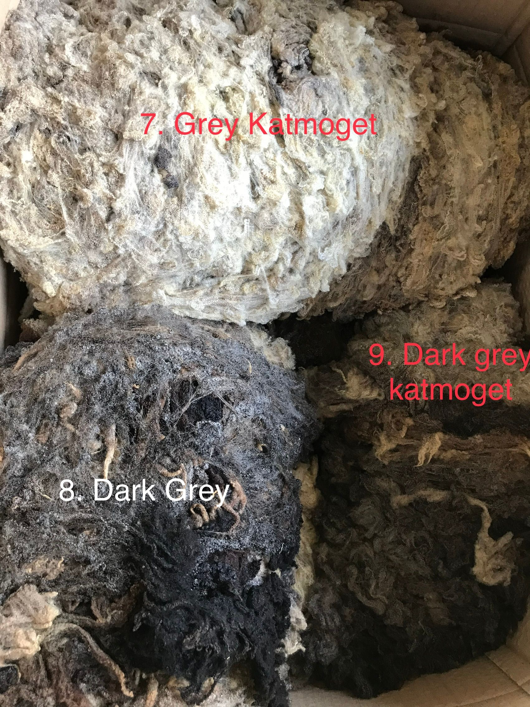 Shetland fleeces image 3