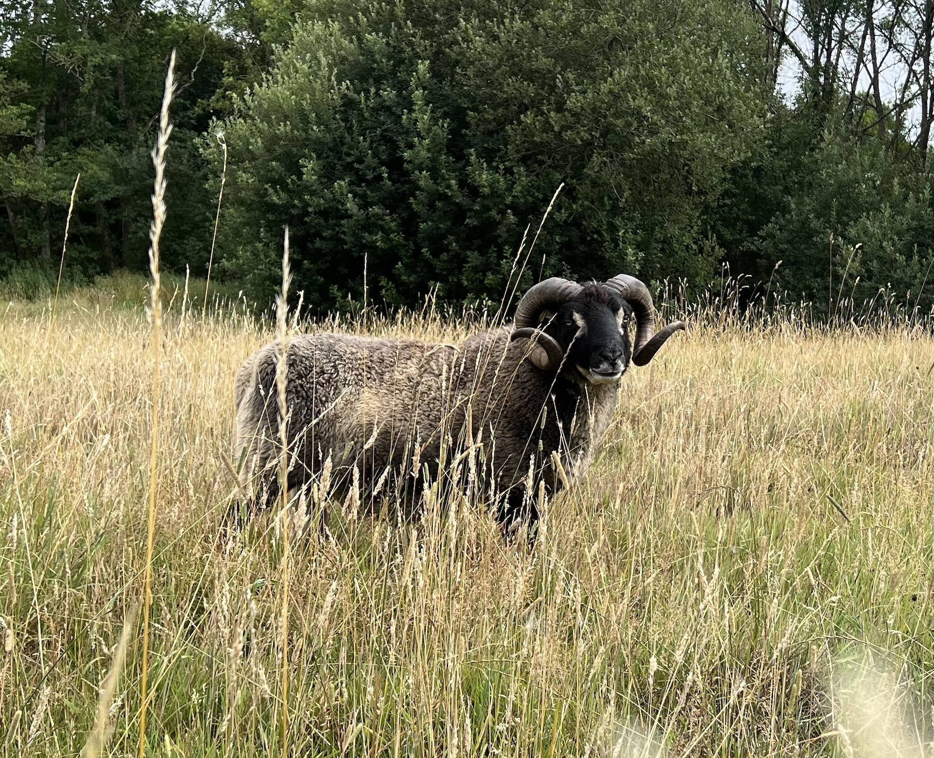 MV Accredited flock, including Ram & 6 ewes (unrelated)