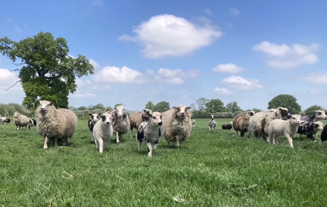 The Abacus Shetland Flock image 1