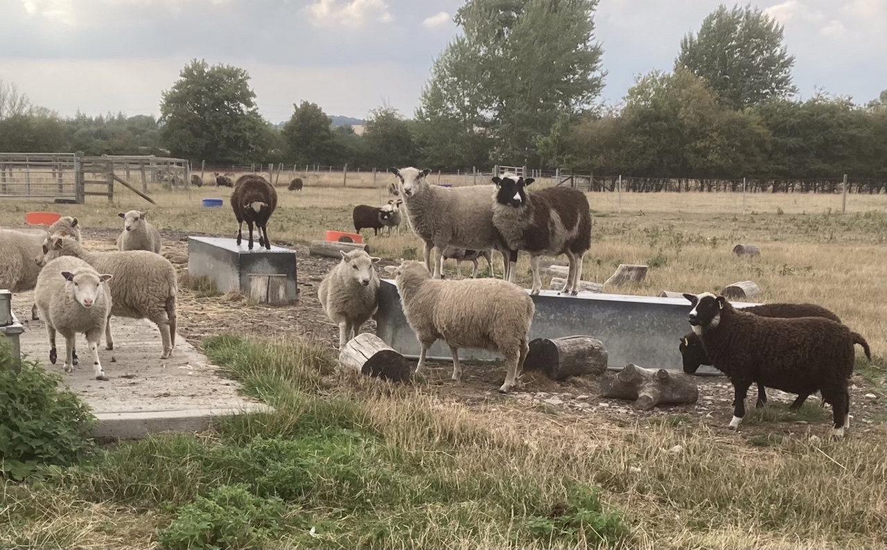 The Abacus Shetland Flock image 2