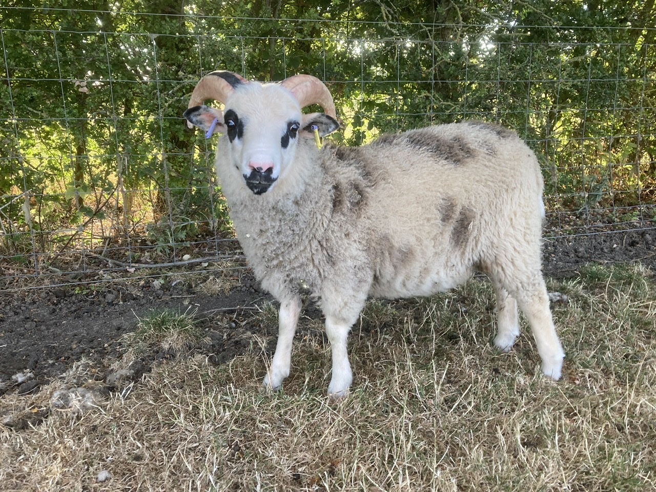 The Abacus Shetland Flock image 3