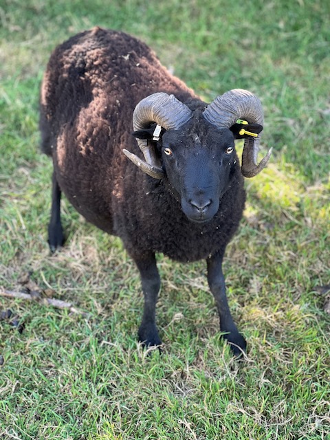 Registered Shetland Tup 2 years and 4 months old