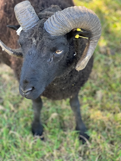 Registered Shetland Tup 2 years and 4 months old image 2