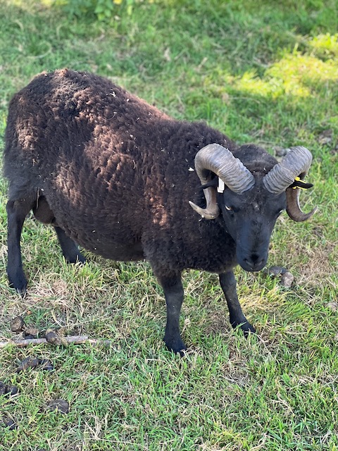 Registered Shetland Tup 2 years and 4 months old image 3