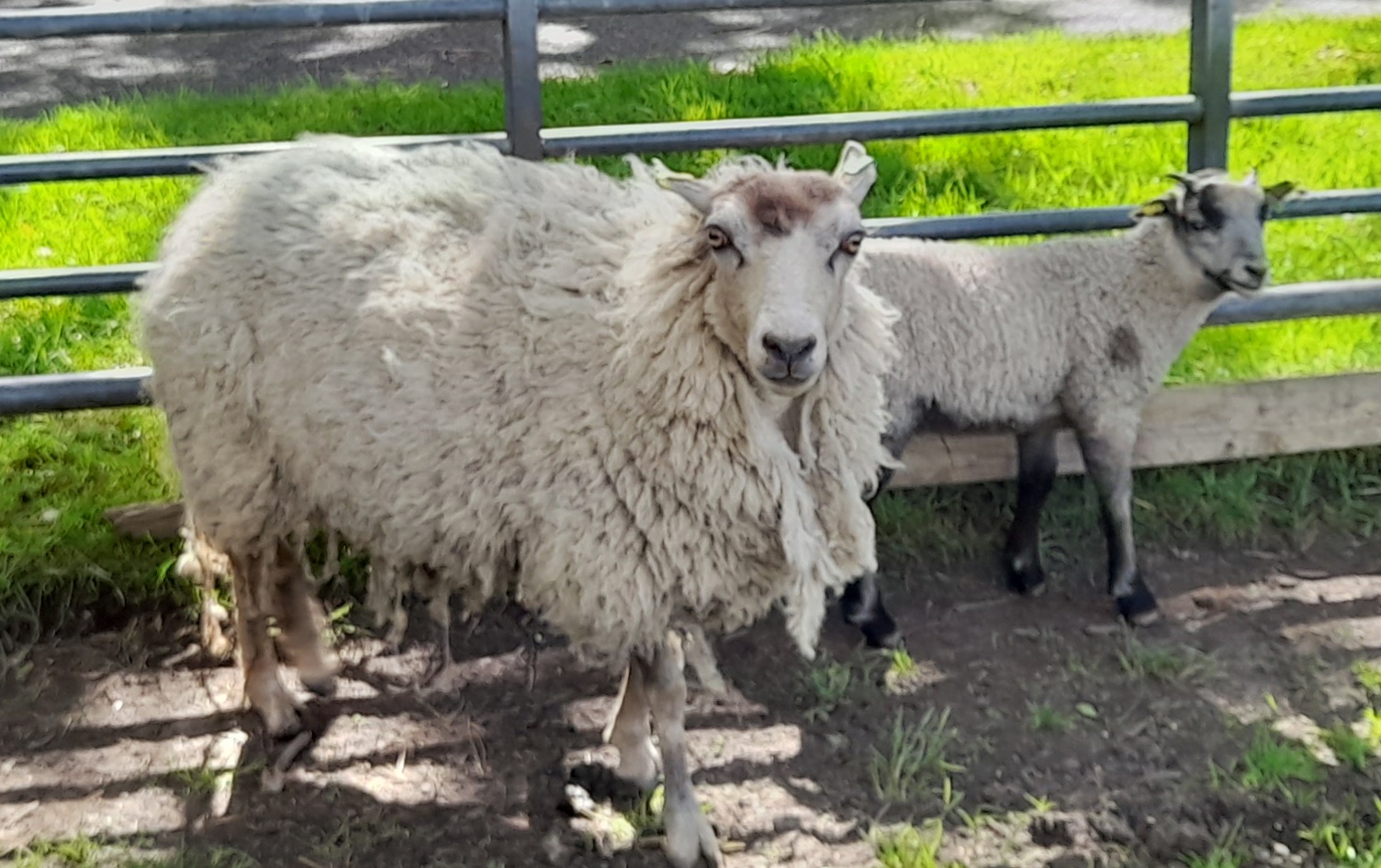 Ewes with lambs at Foot image 1