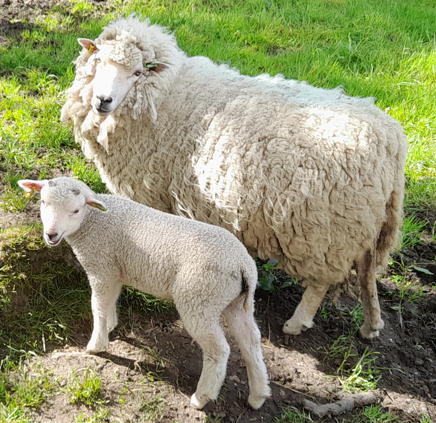 Ewes with lambs at Foot image 2