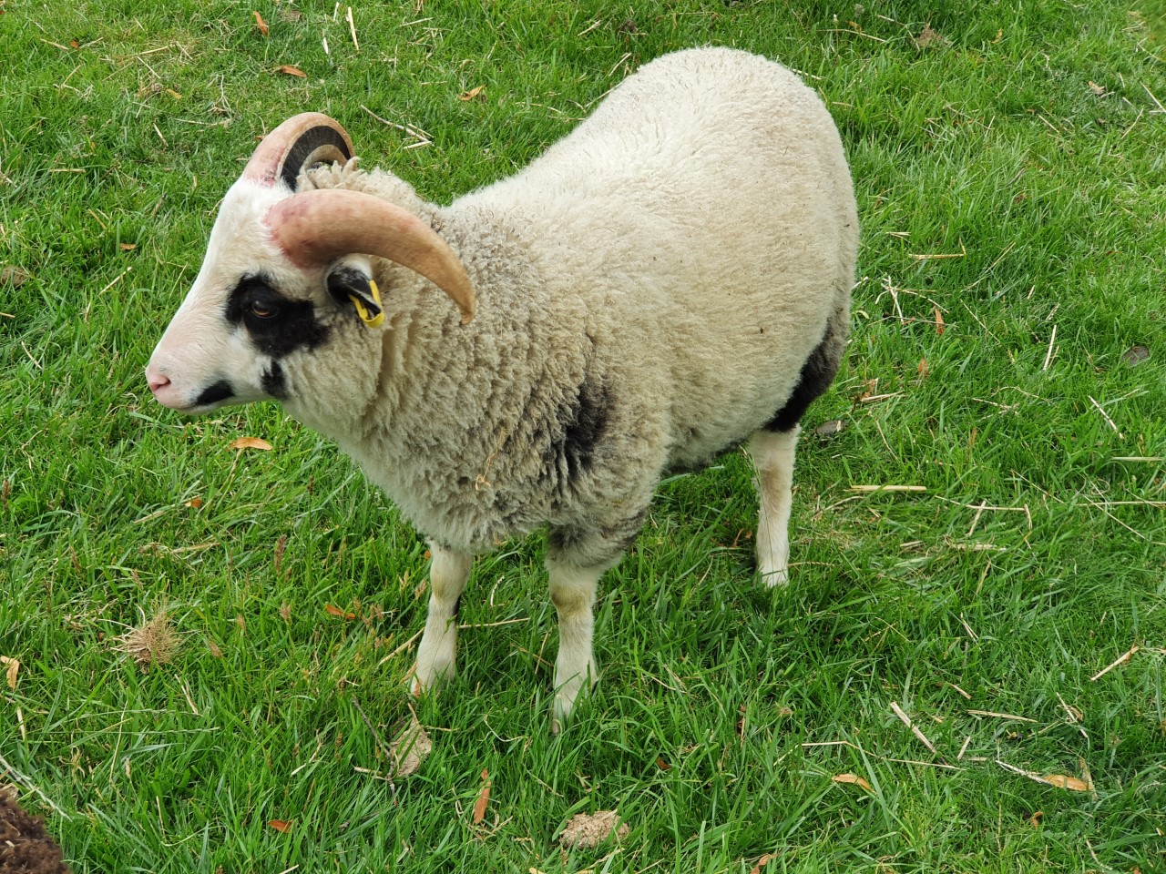 Spa Lodge pedigree ram lambs for sale image 1