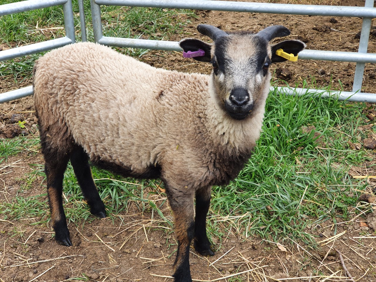 Spa Lodge pedigree ram lambs for sale image 2
