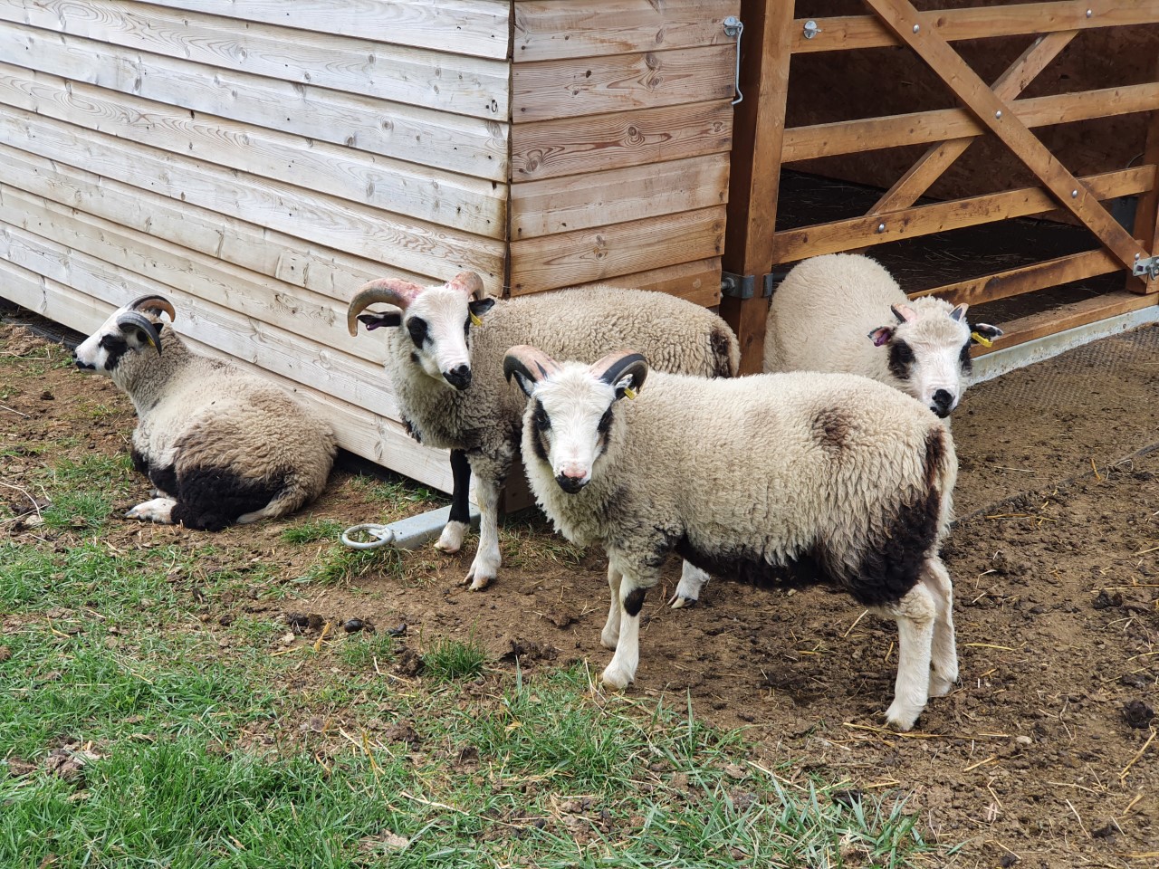 Spa Lodge pedigree ram lambs for sale image 3