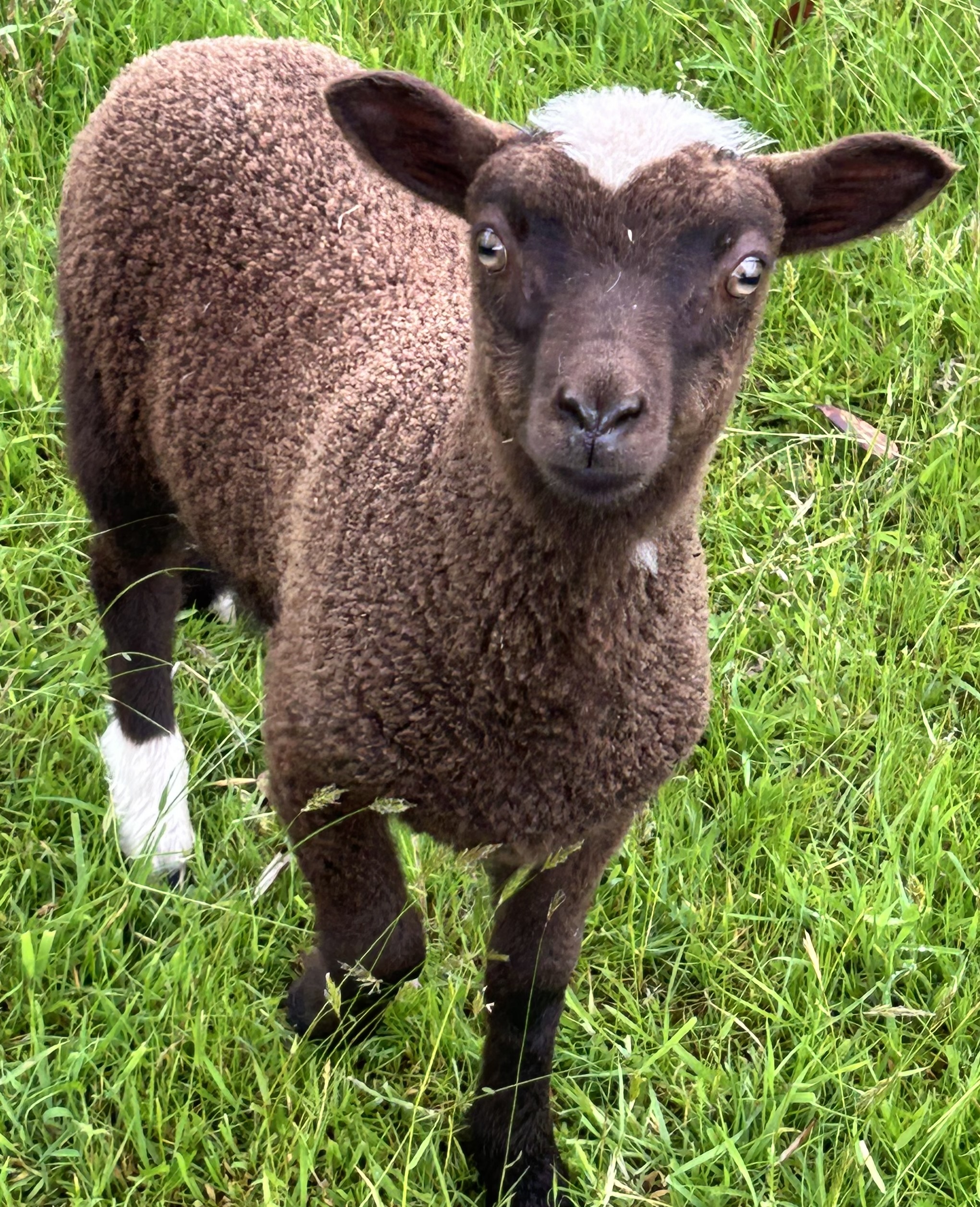 New Forest Flock | Shetland Sheep Society