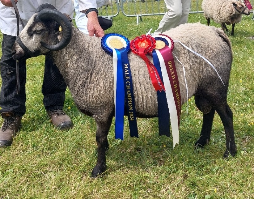 APPROVED SHEARLING RAM FOR SALE | Shetland Sheep Society