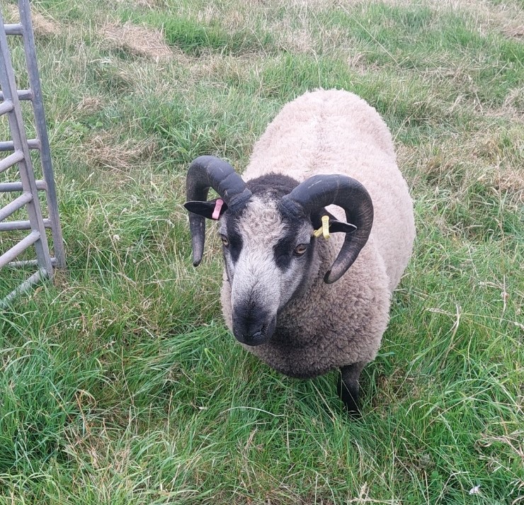 APPROVED SHEARLING RAM FOR SALE | Shetland Sheep Society