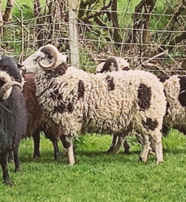 Castell Shetlands Progeny Reduction