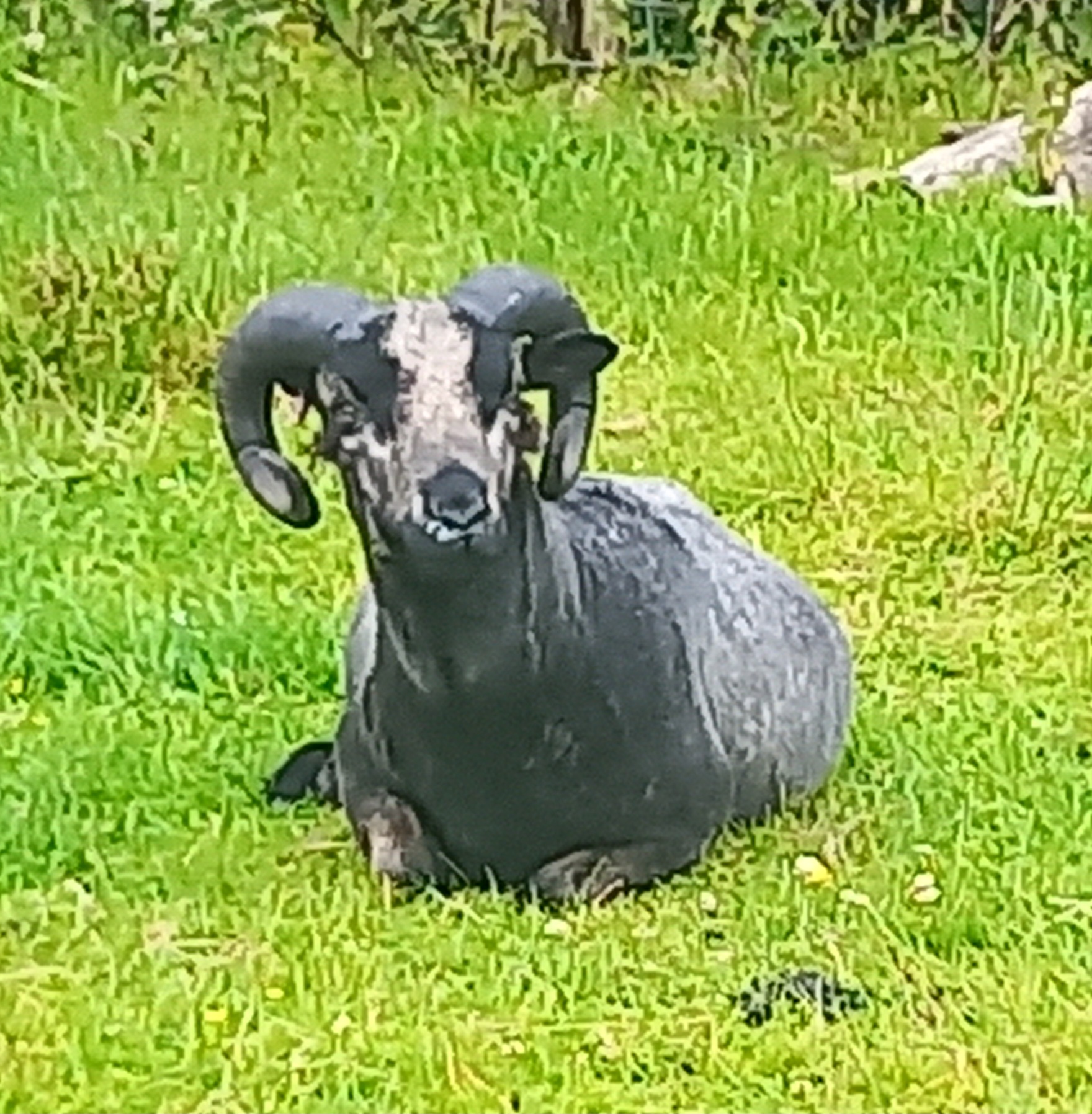 Castell Shetlands Progeny Reduction image 2