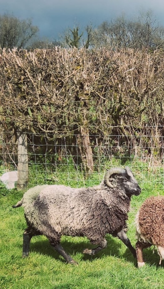 Castell Shetlands Progeny Reduction image 3