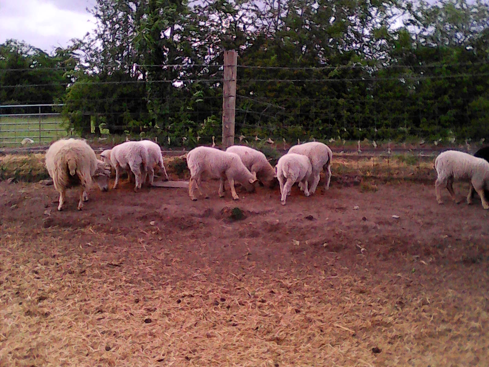 Sheep for Sale image 1