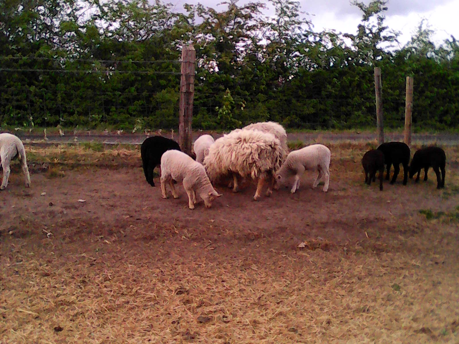 Sheep for Sale image 2