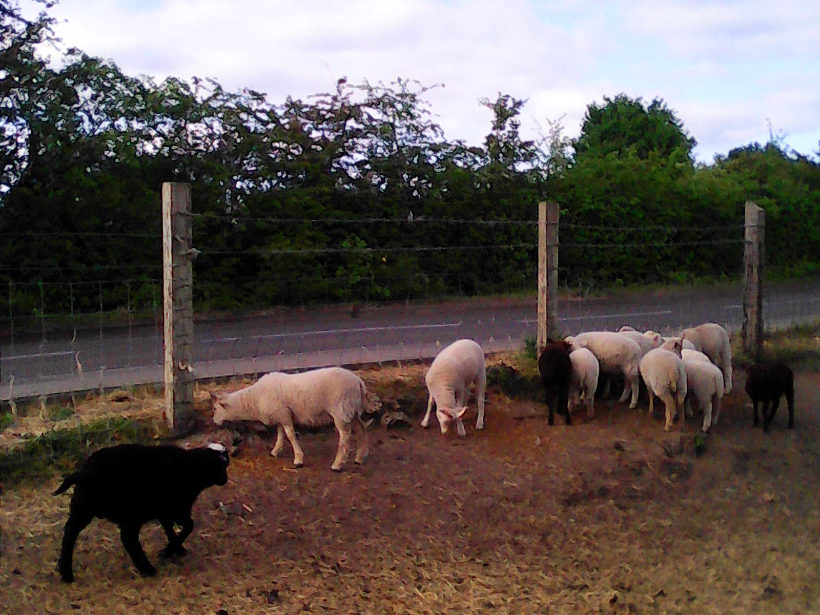 Sheep for Sale image 3