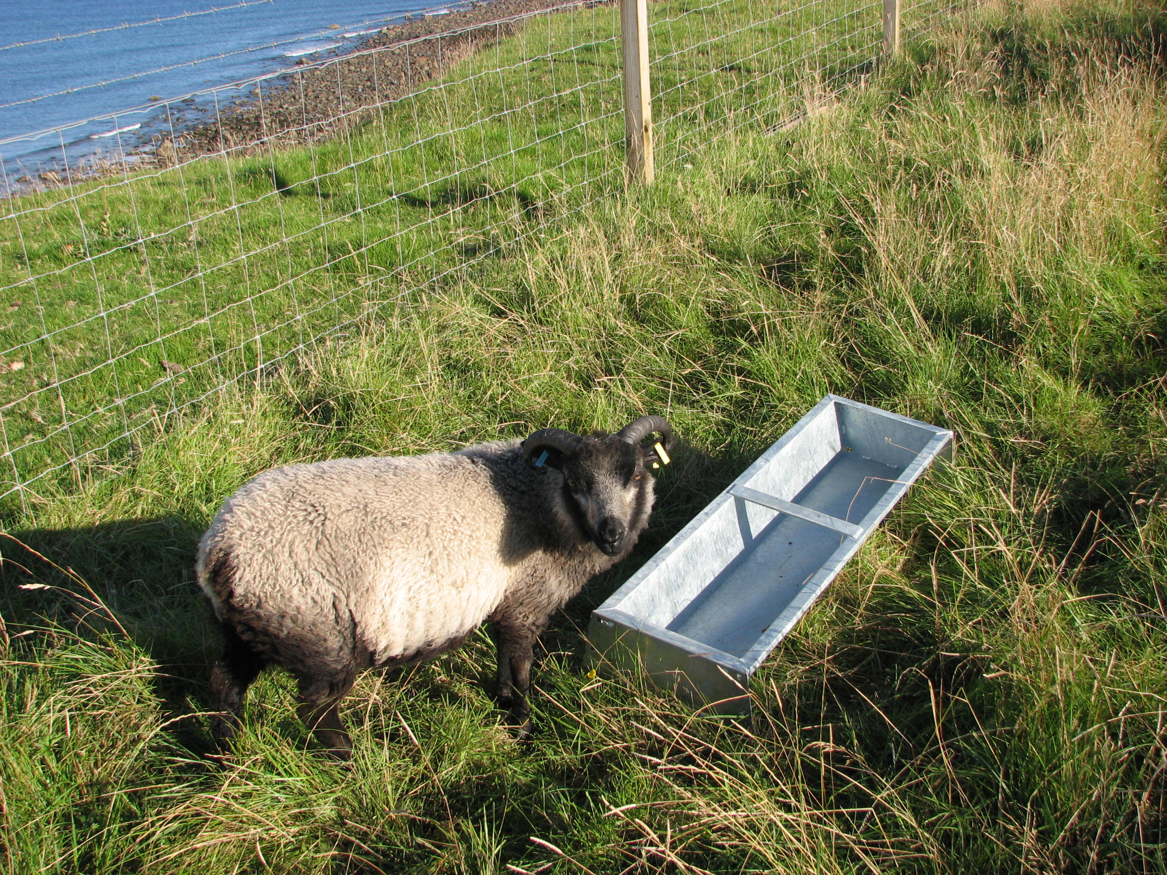 Two ram lambs for sale in the Highlands