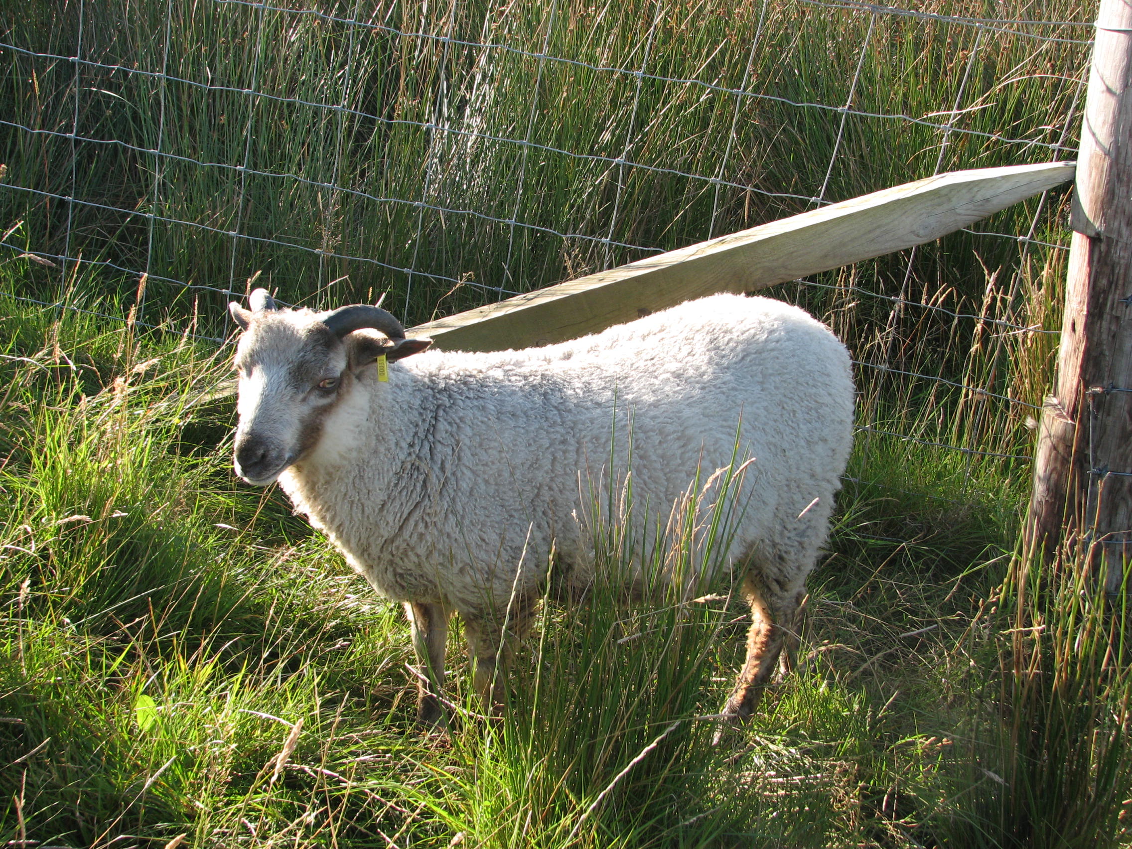 Two ram lambs for sale in the Highlands image 2