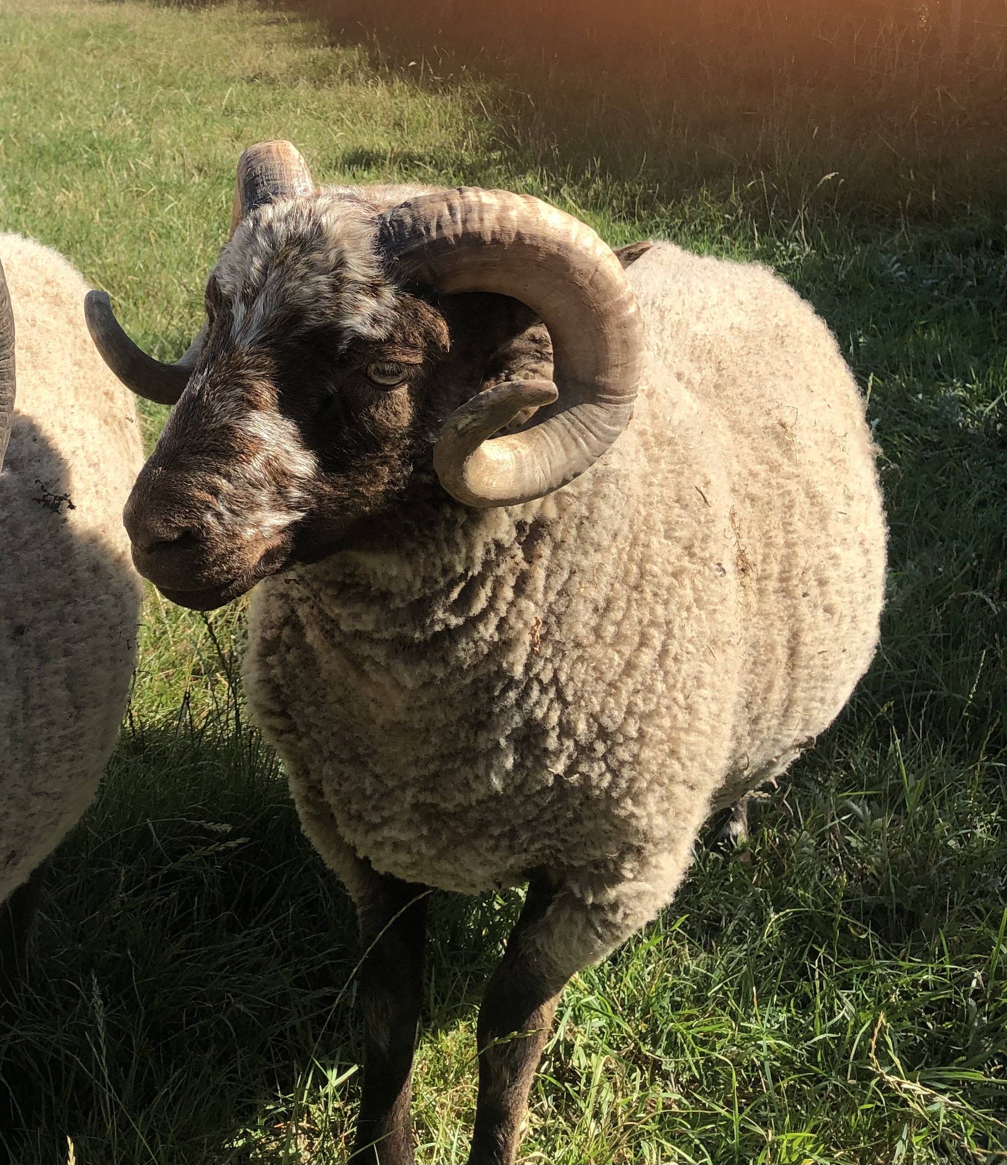 For Sale Shearling Ram