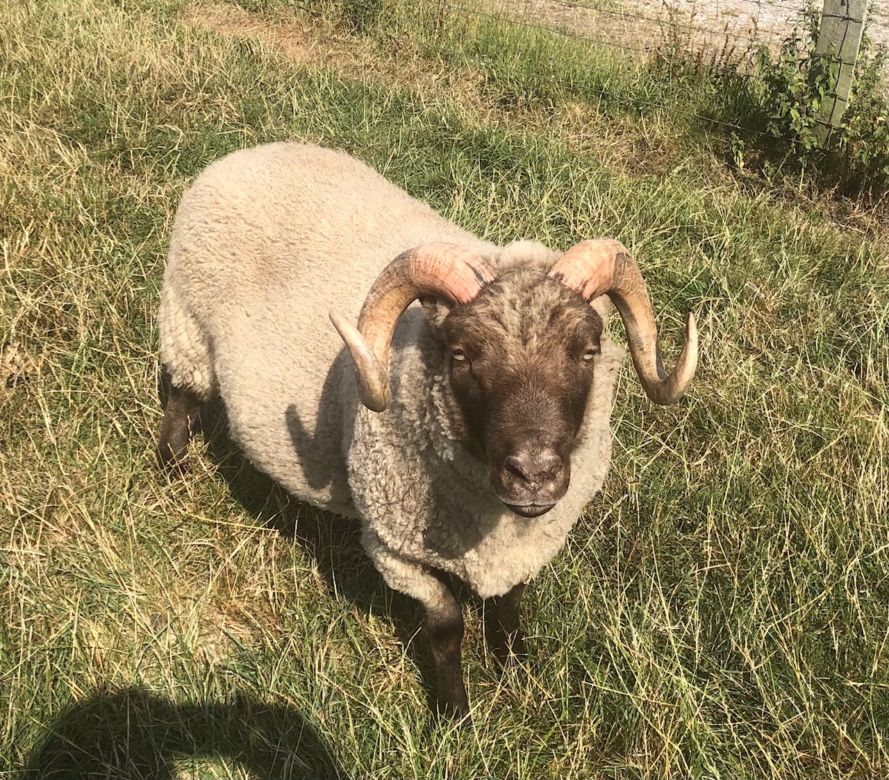 For Sale Shearling Ram image 2