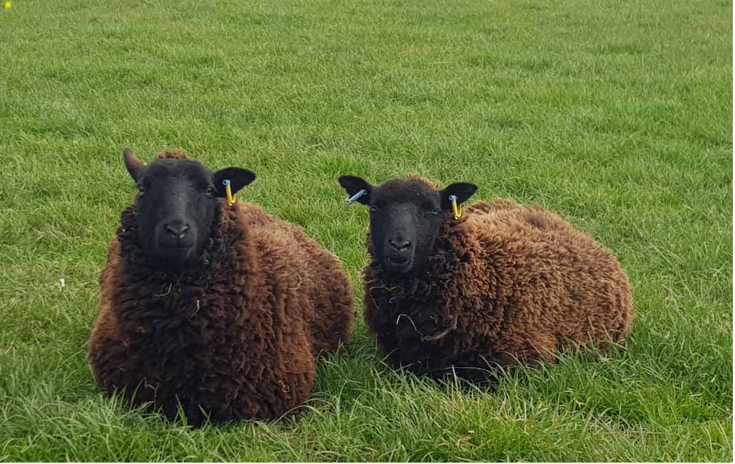 Seaxpenne Flock image 1