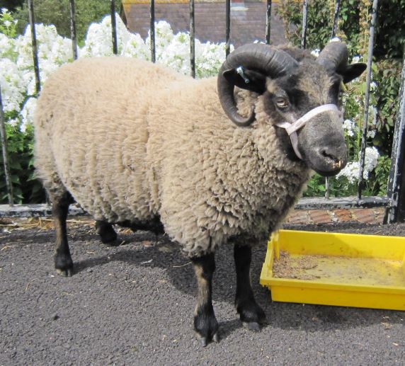 Seaxpenne Flock image 2