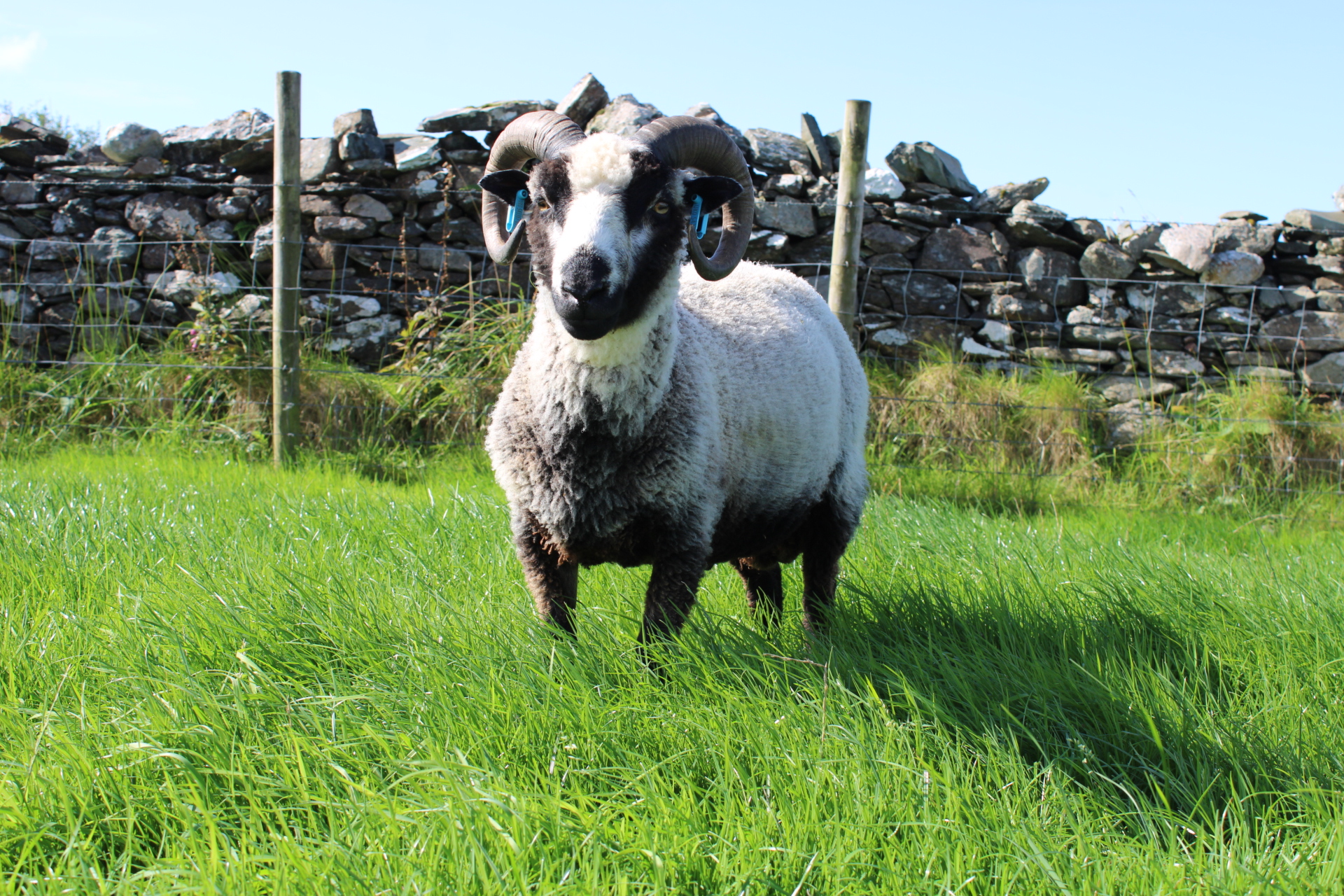 3 shearling tups