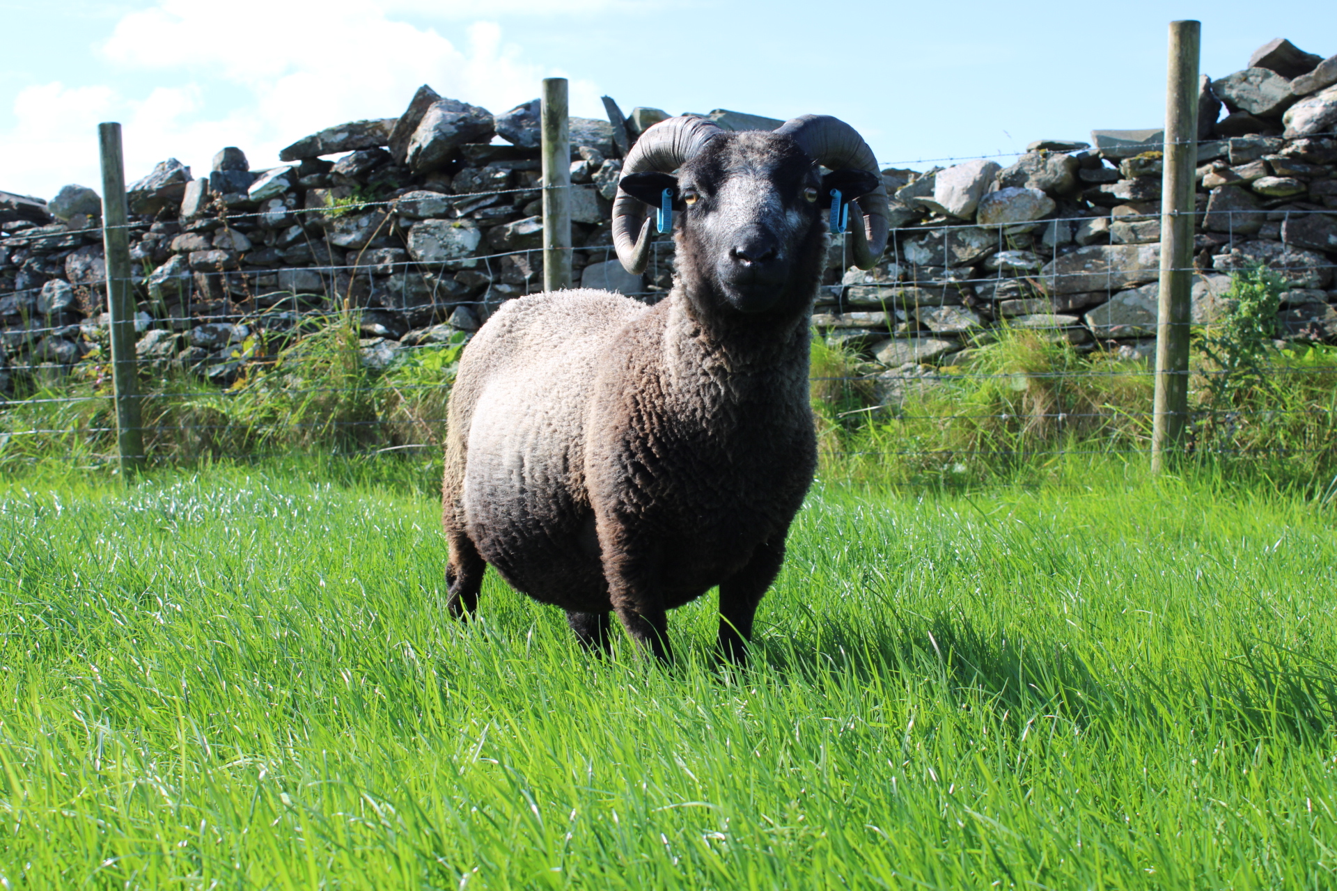 3 shearling tups image 2