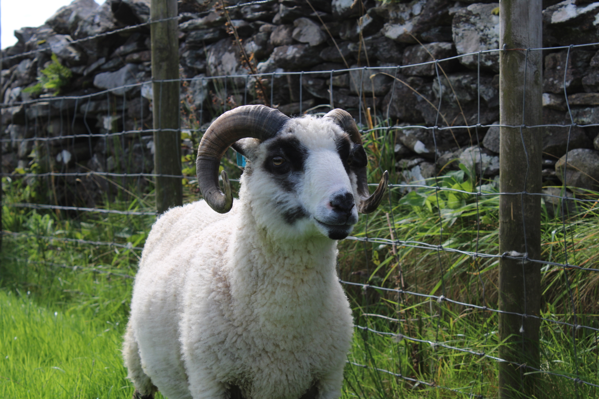 3 shearling tups image 3