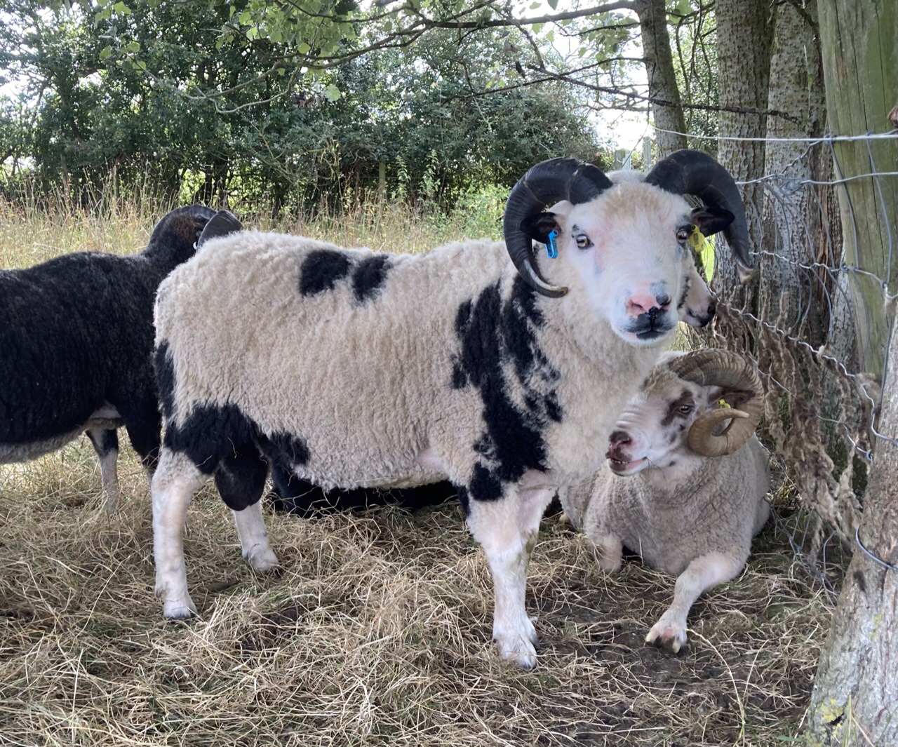 Shetland Ram for sale