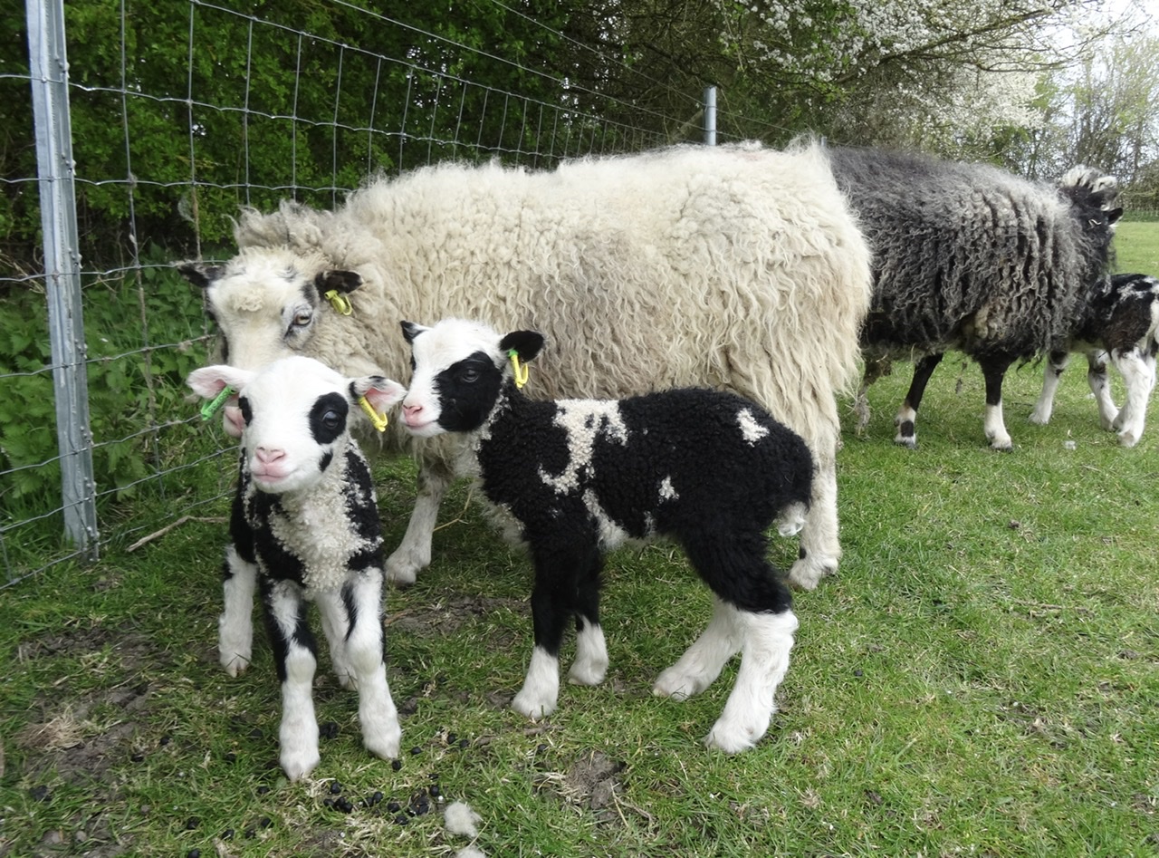 Shetland Ram for sale image 2