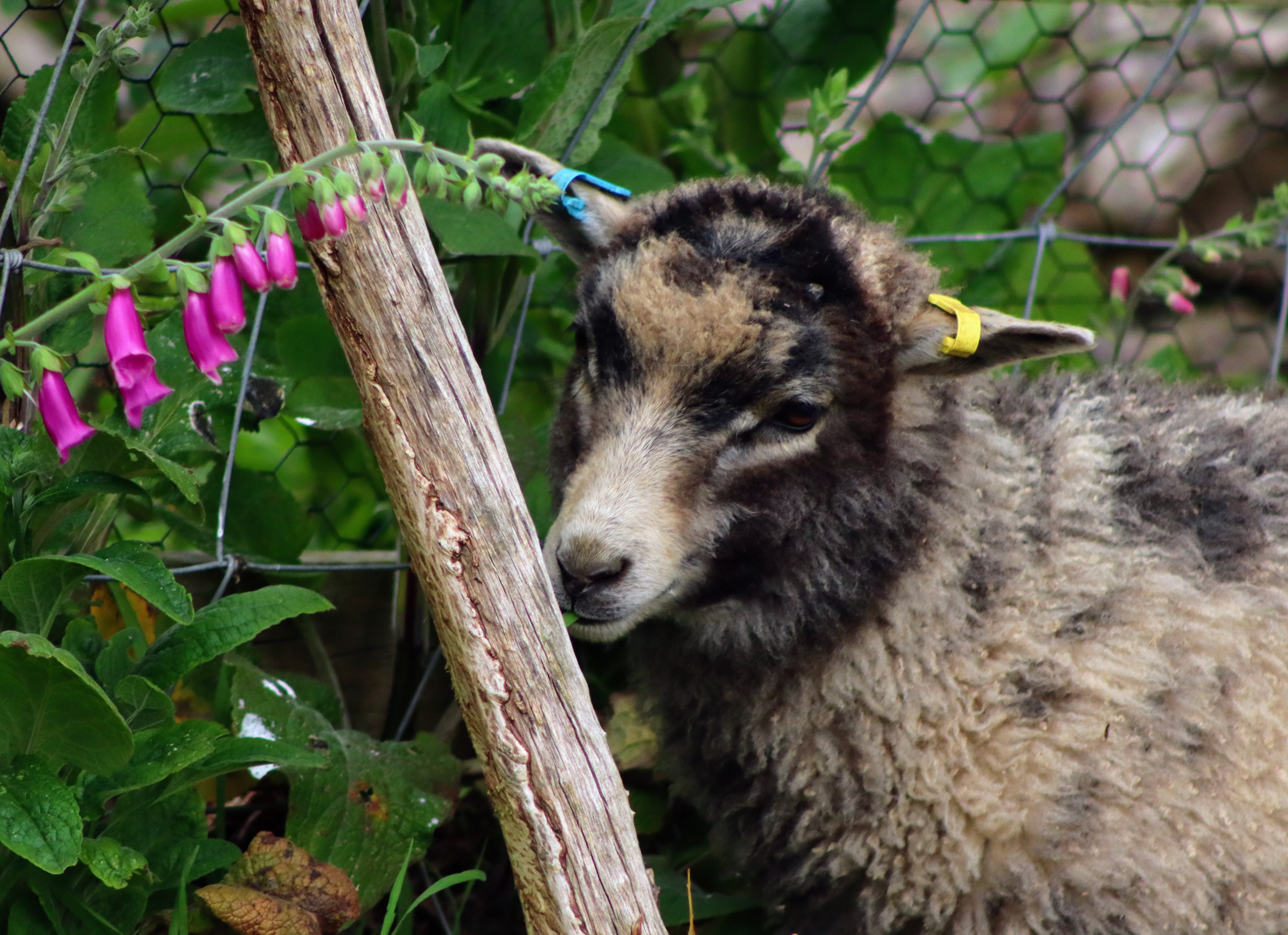 Pedigree Shetland Sheep for Sale Carmarthenshire image 1