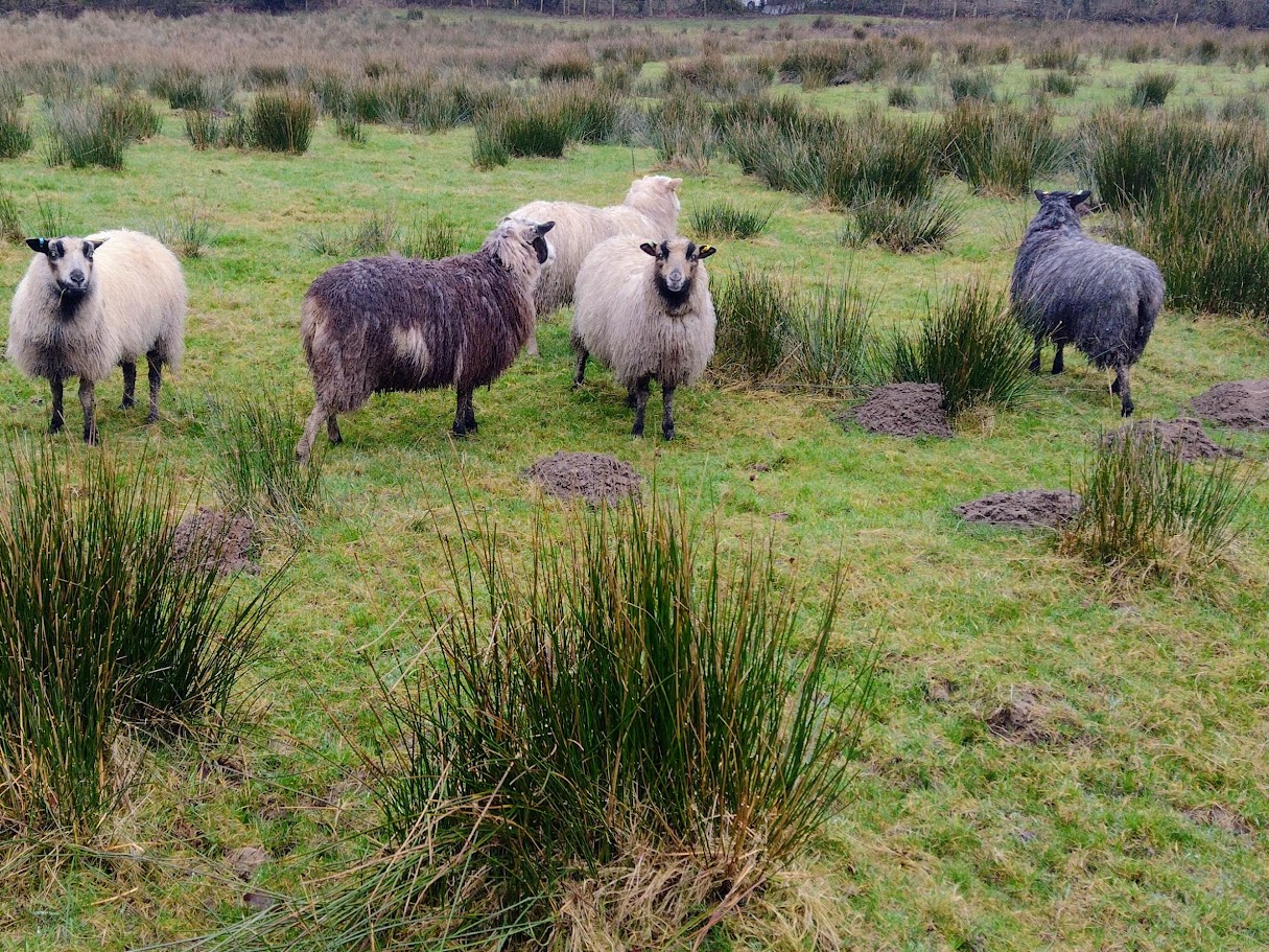 Pedigree Shetland Sheep for Sale Carmarthenshire image 2