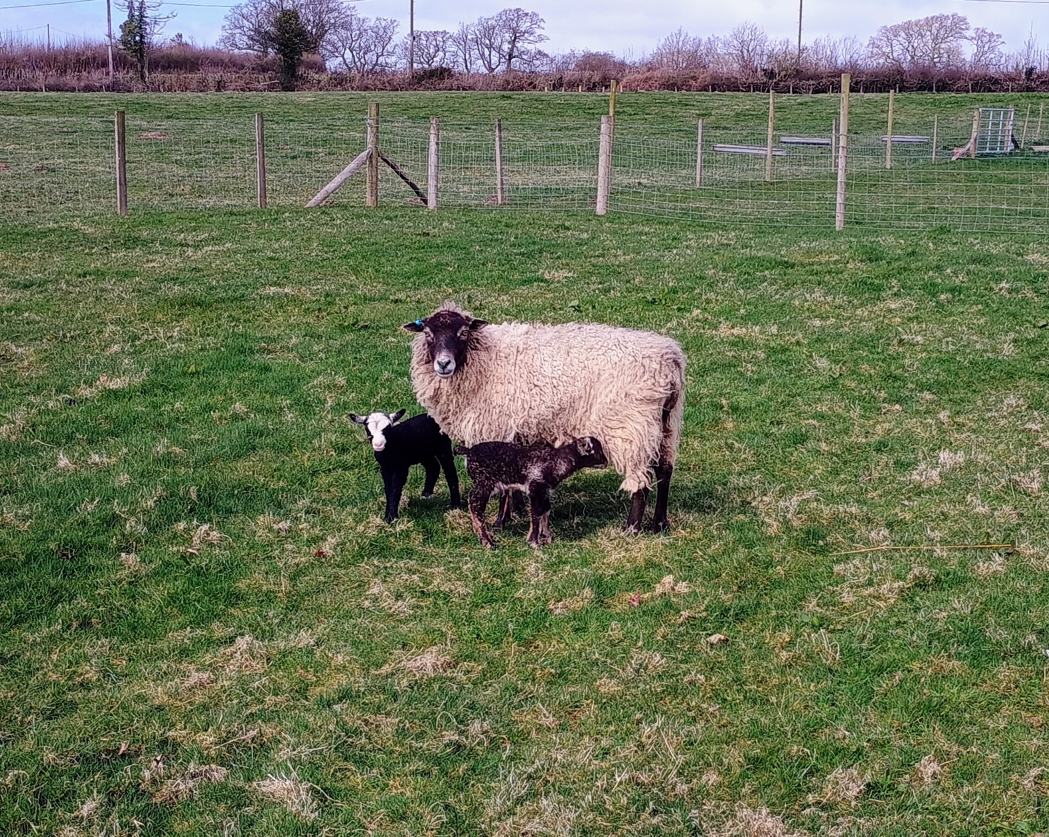 Pedigree Shetland Sheep for Sale Carmarthenshire image 3