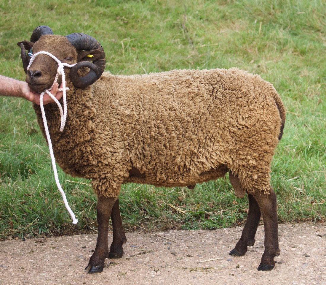 Todhill Endeavour Shearling Ram. image 1