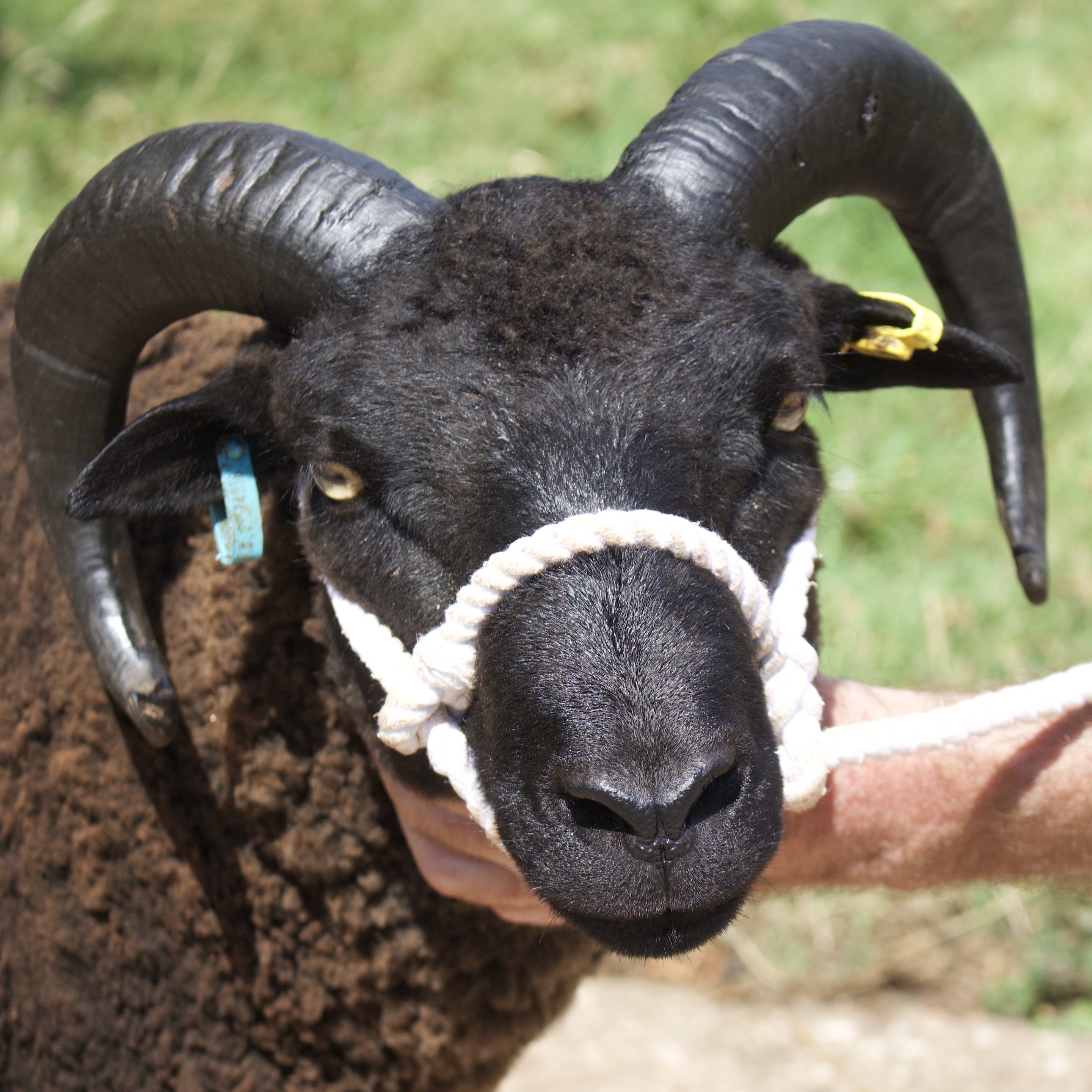 Todhill Endeavour Shearling Ram. image 2