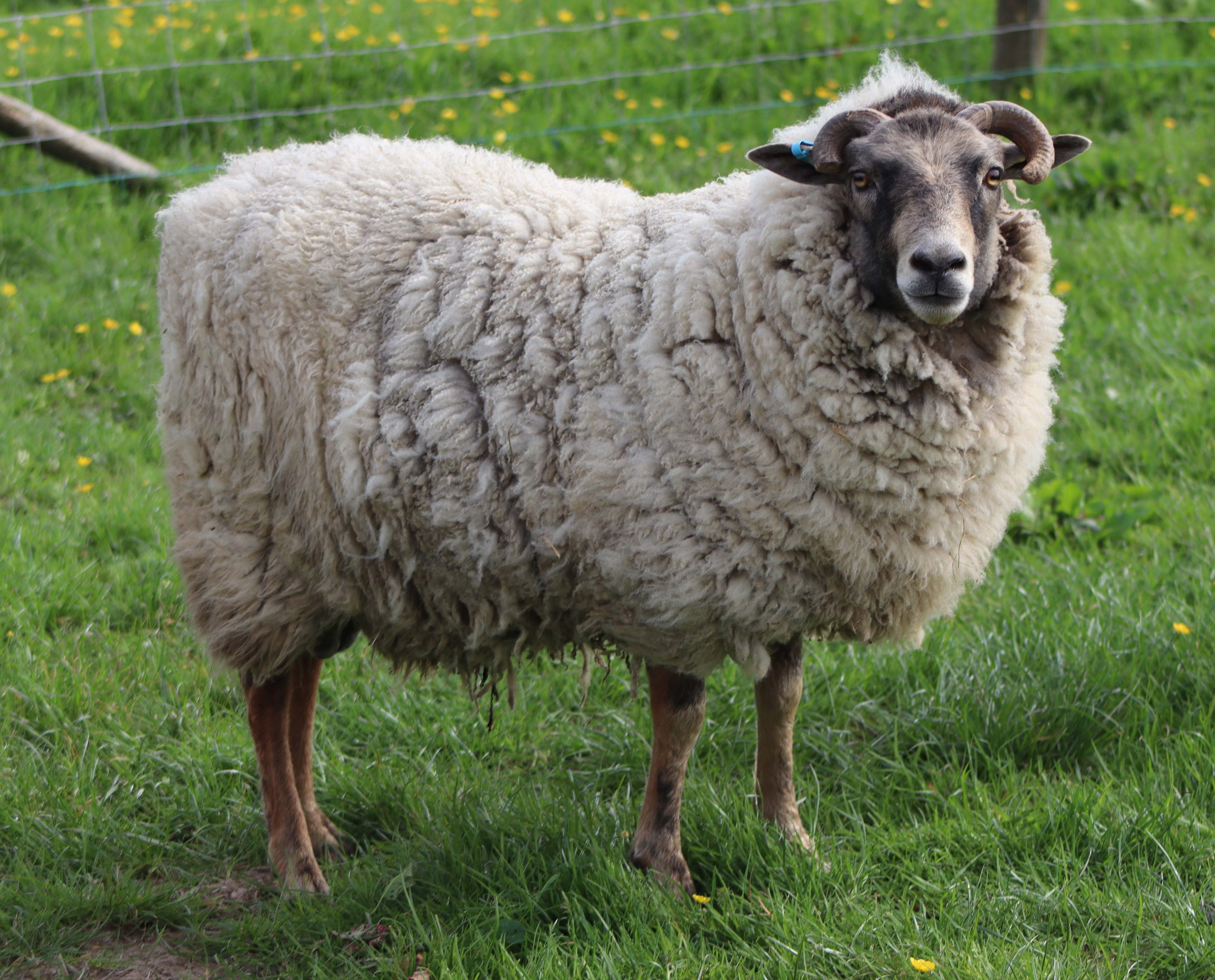 Proven 2-year-old ram for sale | Shetland Sheep Society