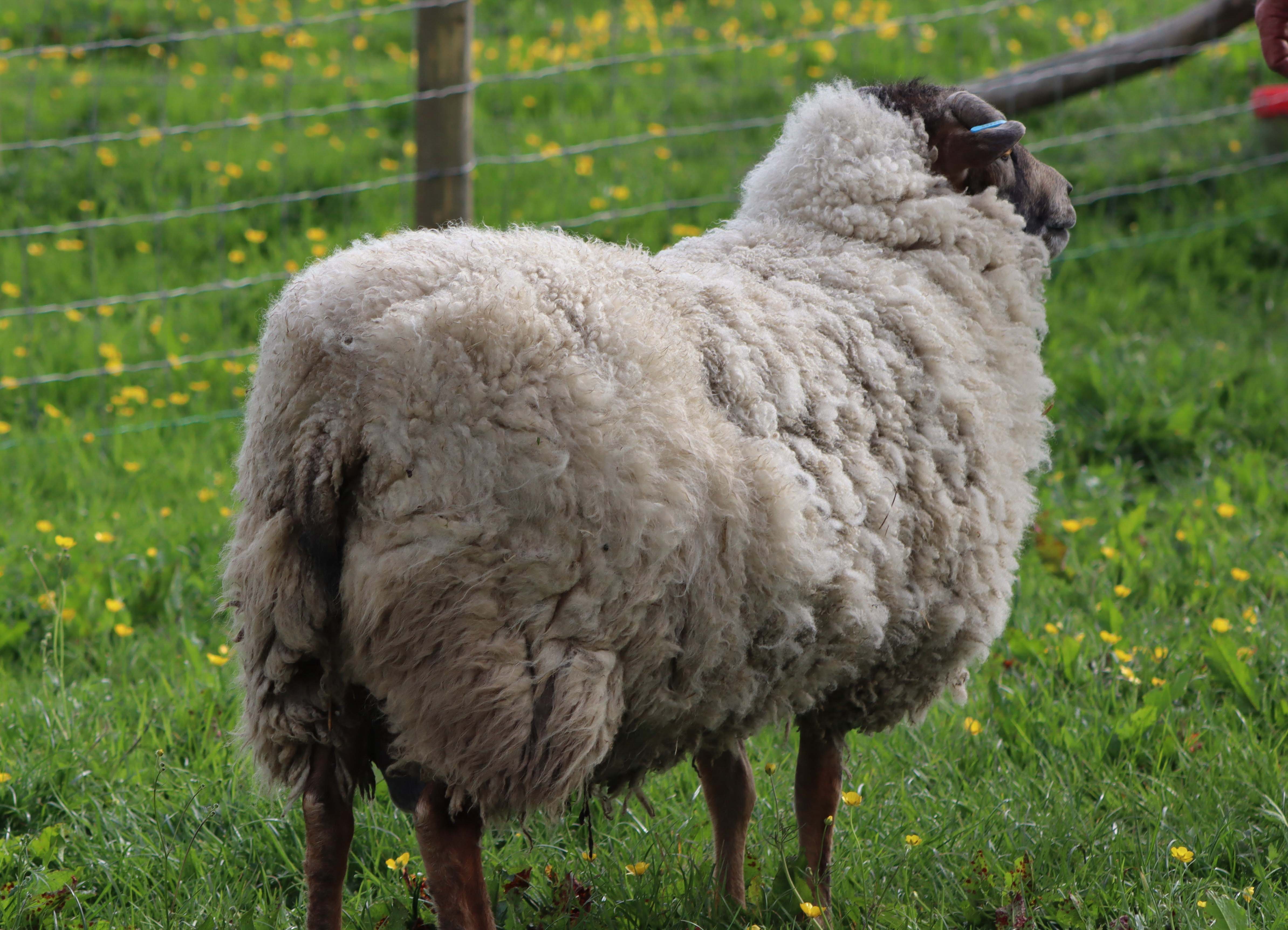 Proven 2-year-old ram for sale | Shetland Sheep Society