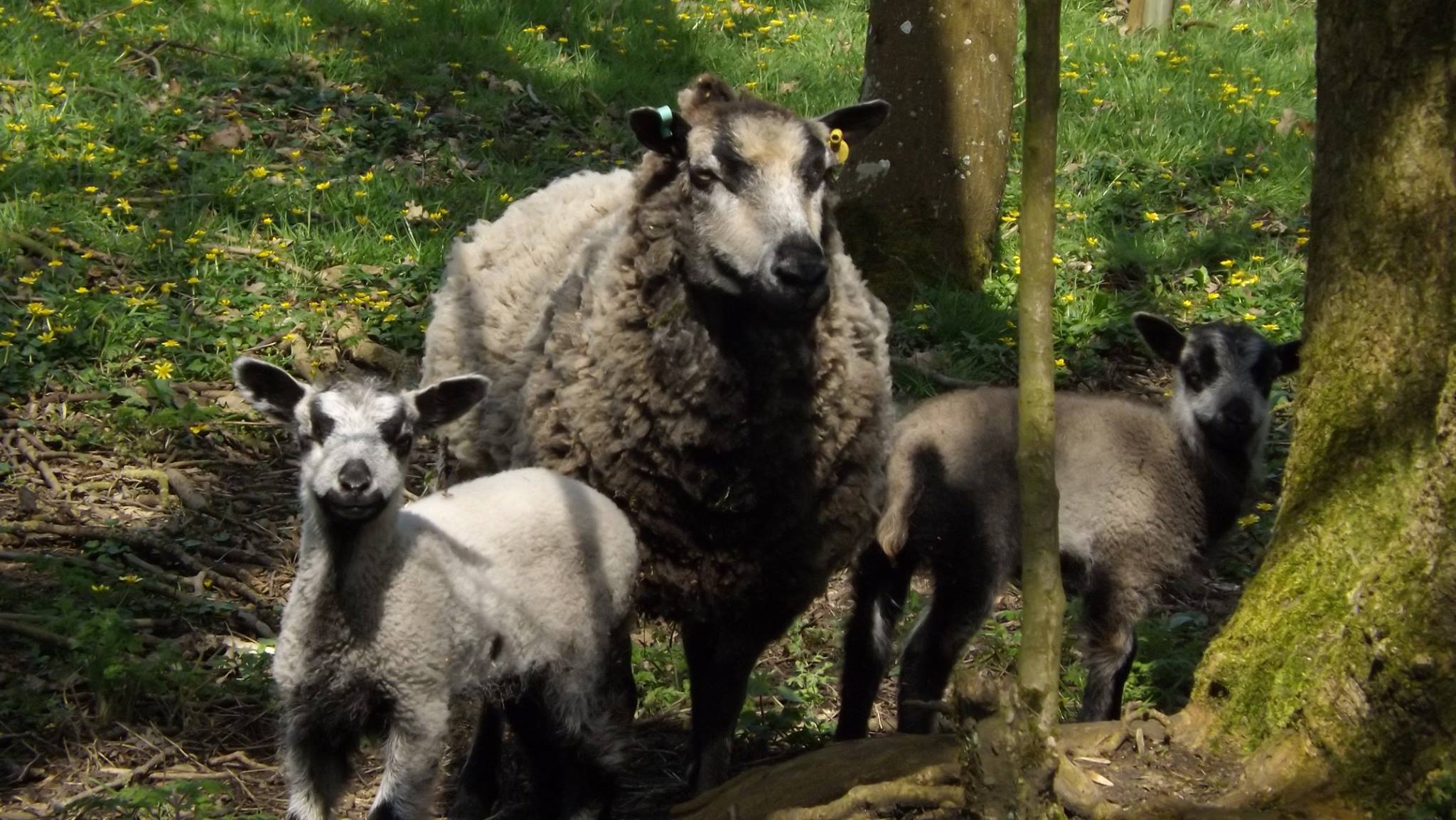 Mallows Flock of Grey Katmoget Shetland Sheep image 1