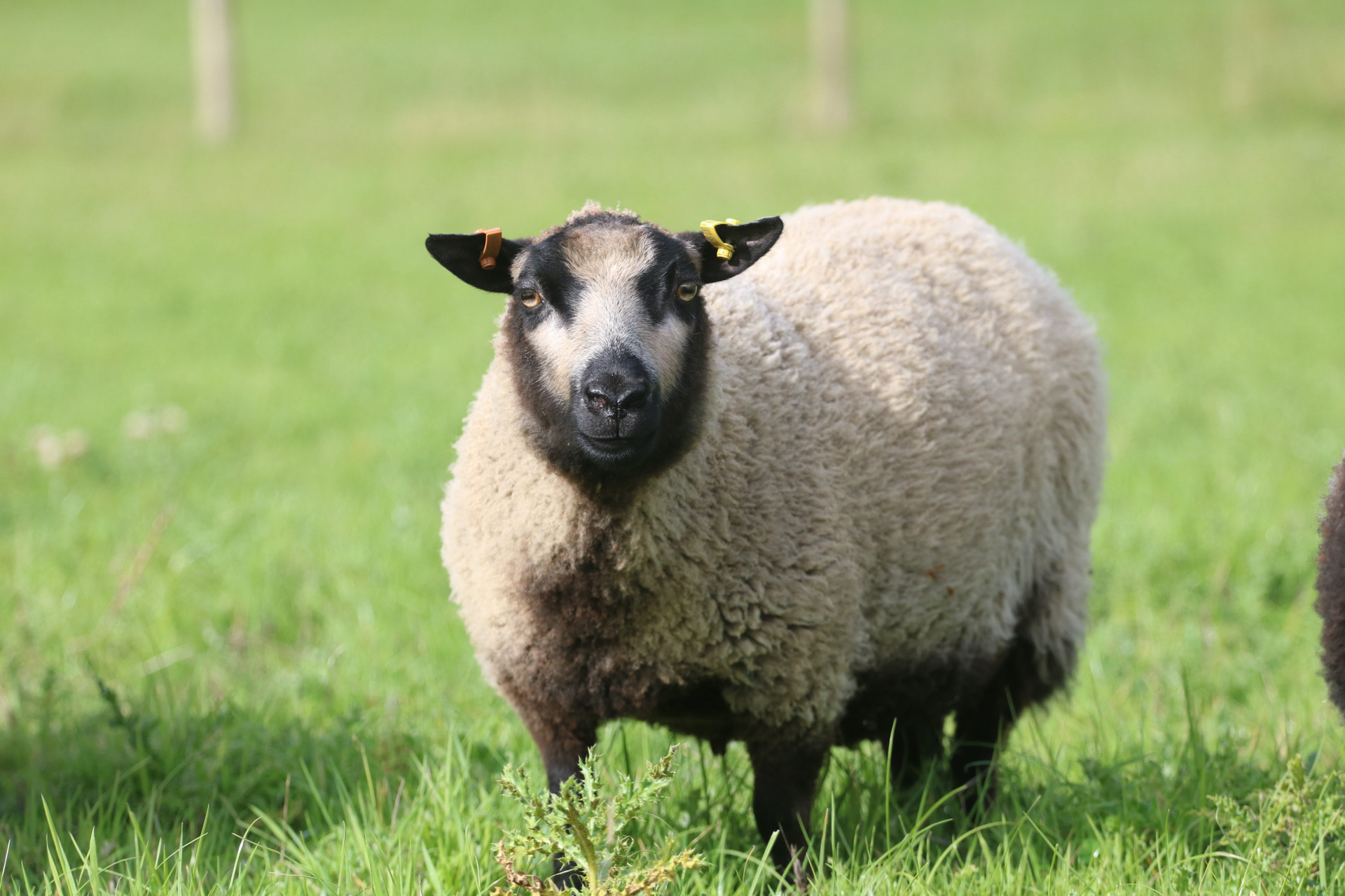Flock reduction due to life changes