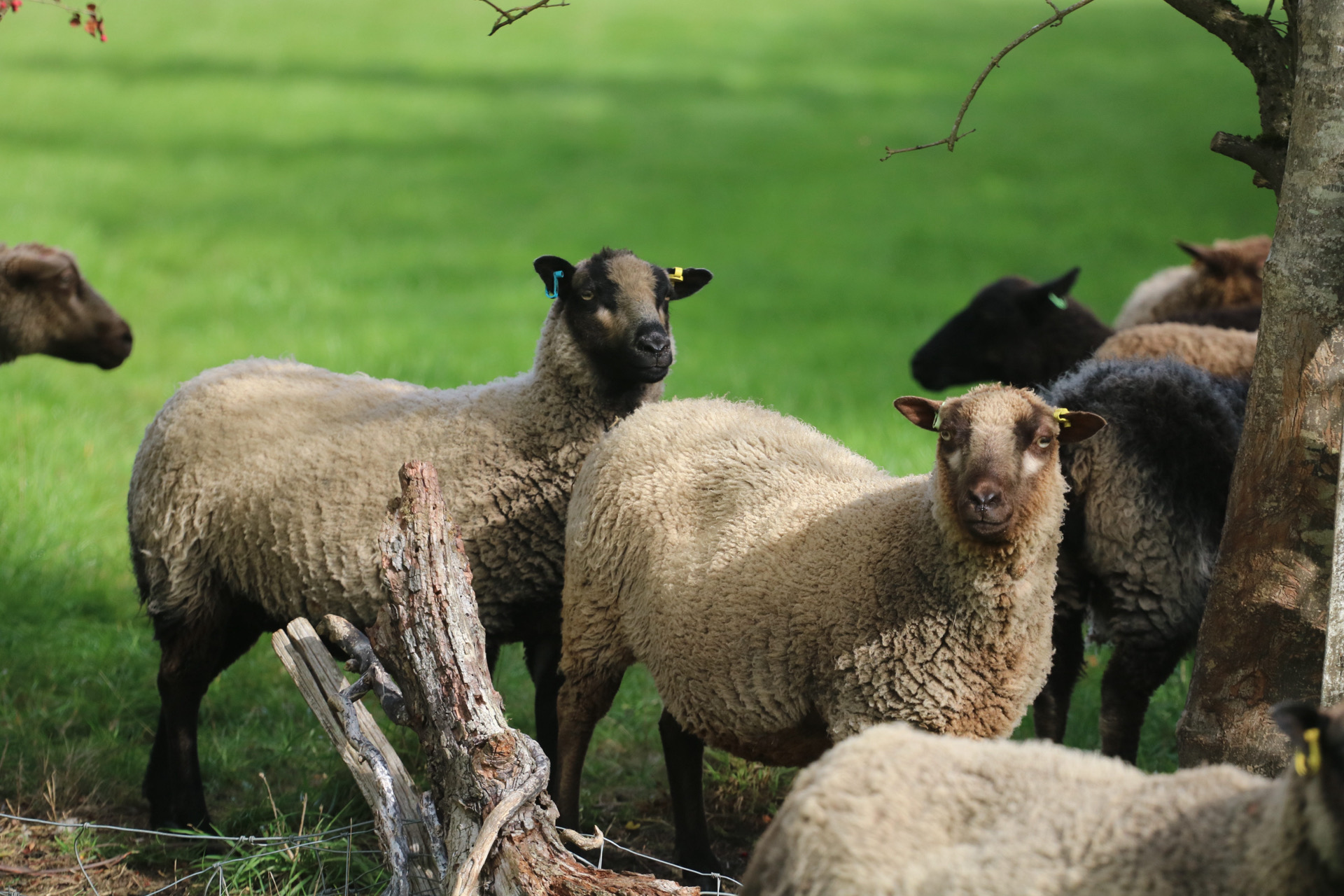 Flock reduction due to life changes image 2