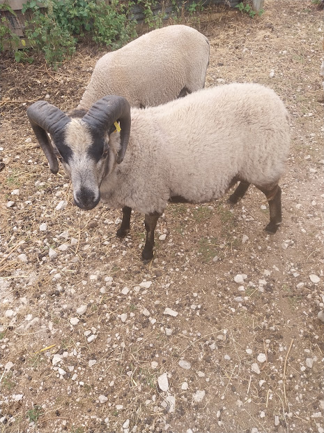 Proven young ram for sale