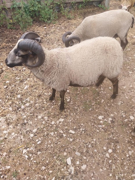 Proven young ram for sale image 2