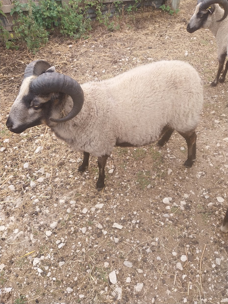 Proven young ram for sale image 3